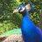 MrLeCoq